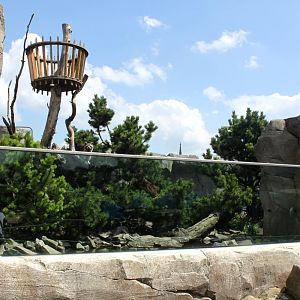 Zoo am Meer - Raccoon exhibit