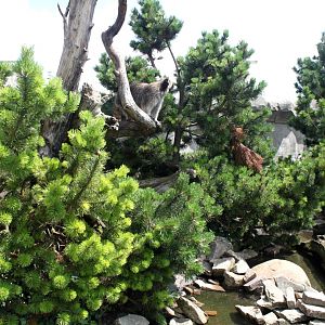 Zoo am Meer - Raccoon exhibit
