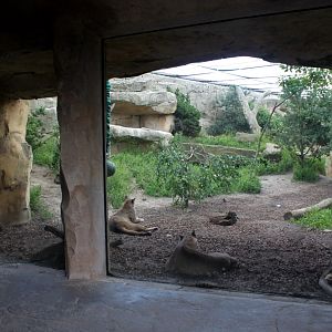 Zoo am Meer - Puma exhibit
