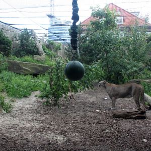 Zoo am Meer - Puma exhibit