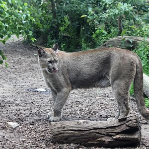 Zoo am Meer - Chilean puma