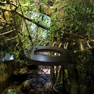 Zoo am Meer - Marmoset/iguana exhibit