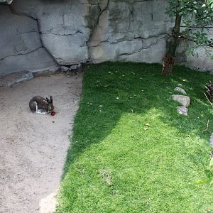 Zoo am Meer - Arctic hare exhibit