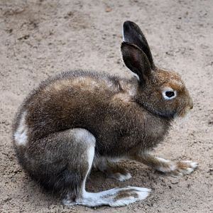 Zoo am Meer - Arctic hare