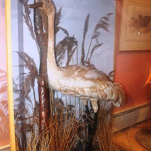 Private Collection owned by Christopher Marler