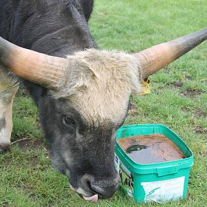 Private Collection owned by Christopher Marler