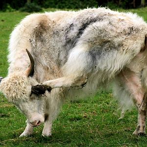 Yak; Christopher Marler's private collection; 11th May 2013