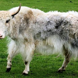 Yak; Christopher Marler's private collection; 11th May 2013