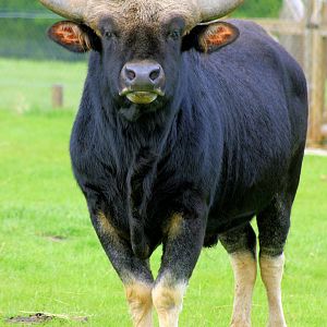 Gayal; Christopher Marler's private collection; 11th May 2013