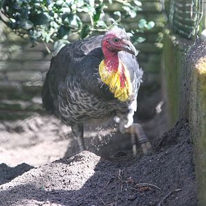 Australian brush-turkey (Alectura lathami)