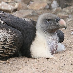 Rueppell's Griffon Vulture (Gyps rueppellii rueppellii)