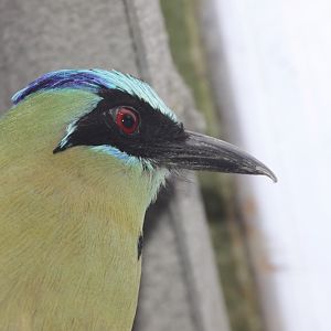 Blue-crowned motmot (Momotus momota)