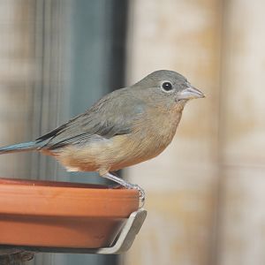 Rosita`s Bunting (Passerina rositae) female