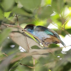 Rufous-crowned Tanager (Tangara cayana)