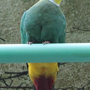 Black-naped fruit-dove male