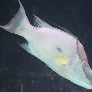 fish species ID