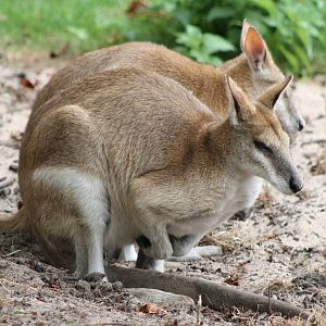 sand wallabies