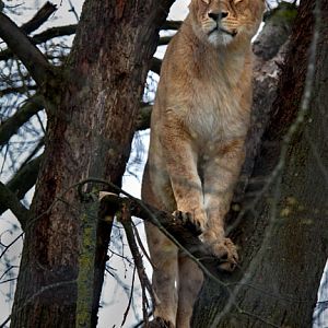 tree climbing lion