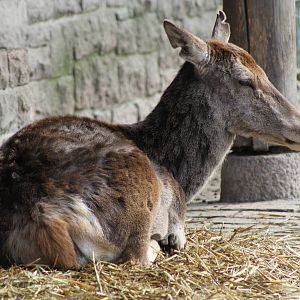Barbary Red Deer (Cervus elaphus barbarus)
