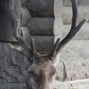 Barbary Red Deer (Cervus elaphus barbarus)