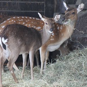 Vietnamese Sika Deer (Cervus nippon pseudaxis)