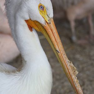 American White Pelican (Pelecanus erythrorhynchos)