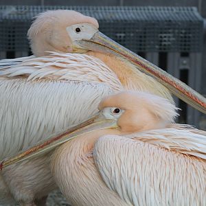 Eastern White Pelican (Pelecanus onocrotalus)