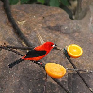 Brazilian Tanager (Ramphocelus bresilius)