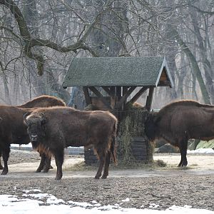 European Bison (Bison bonasus)