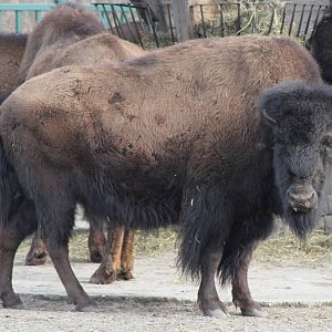 European Bison (Bison bonasus)