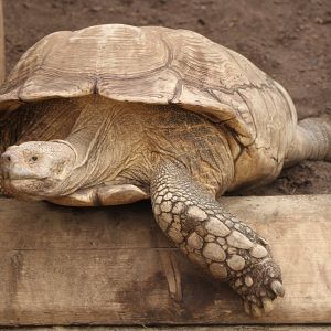 African spurred tortoise (Geochelone sulcata)