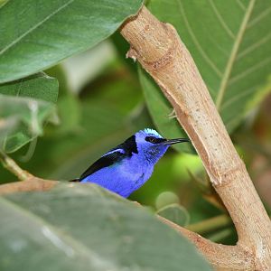 Red-legged Honeycreeper (Cyanerpes cyaneus)
