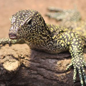 Blue Tail Monitor (Varanus doreanus)