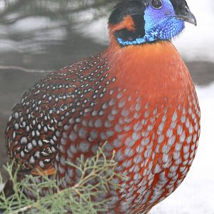 Temminck's Tragopan (Tragopan temminckii)
