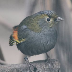 Emei Shan Liocichla (Liocichla omeiensis) aka Grey-faced Liocichla