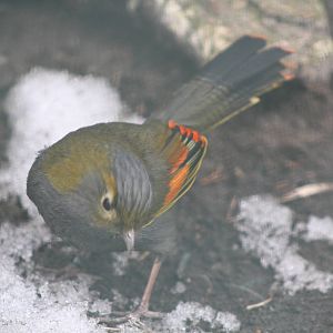 Emei Shan Liocichla (Liocichla omeiensis) aka Grey-faced Liocichla