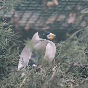 Black-tailed Hawfinch (Eophona migratoria)