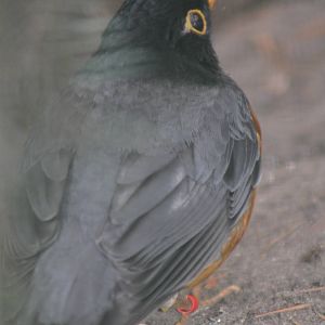 Black-breasted Thrush (Turdus dissimilis)