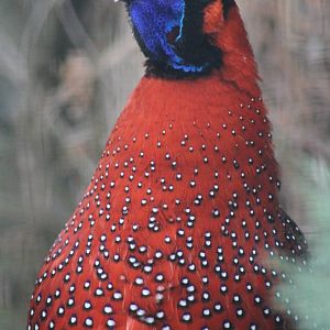 Satyr Tragopan (Tragopan satyra)