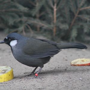 Black-throated Laughingthrush (Garrulax chinensis)