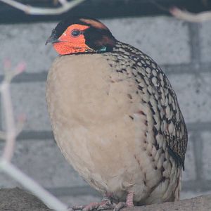 Cabot's Tragopan (Tragopan caboti)