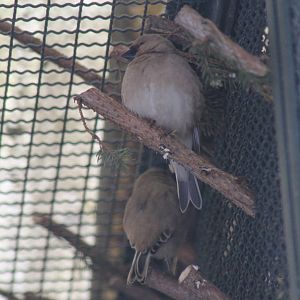 Desert Finch (Carduelis obsoleta)