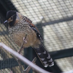 Spotted Laughingthrush (Garrulax ocellatus)
