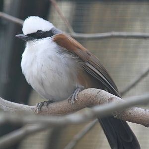 White-crested Laughingthrush (Garrulax leucolophus)