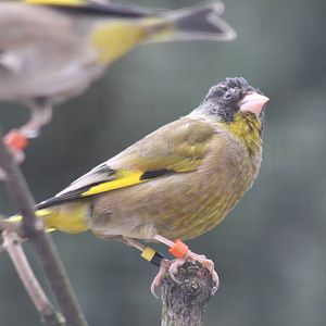 Black-headed Greenfinch (Carduelis ambigua)