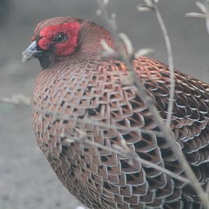 Copper Pheasant (Syrmaticus soemmerringii) 1-0