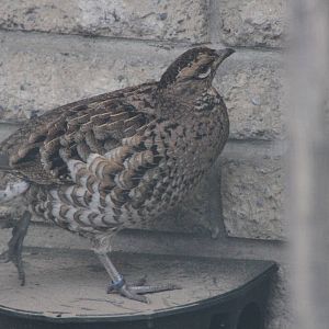 Copper Pheasant (Syrmaticus soemmerringii) 0-1