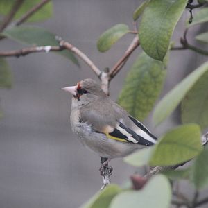 Grey-headed Goldfinch (Carduelis caniceps)