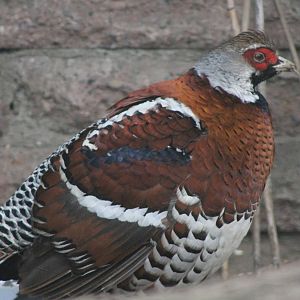 Elliot's Pheasant (Syrmaticus ellioti) 1-0