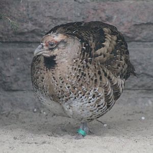 Elliot's Pheasant (Syrmaticus ellioti) 0-1